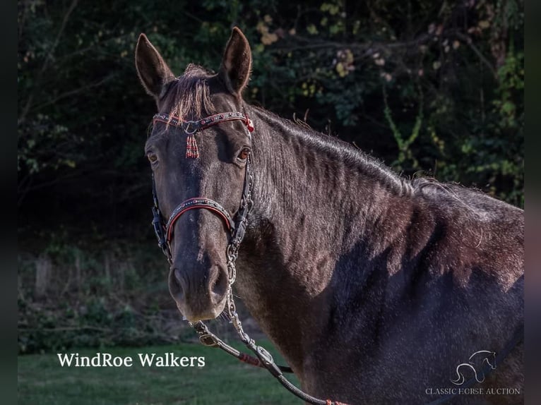 Tennessee walking horse Gelding 12 years 15 hh in Grass Lake, MI