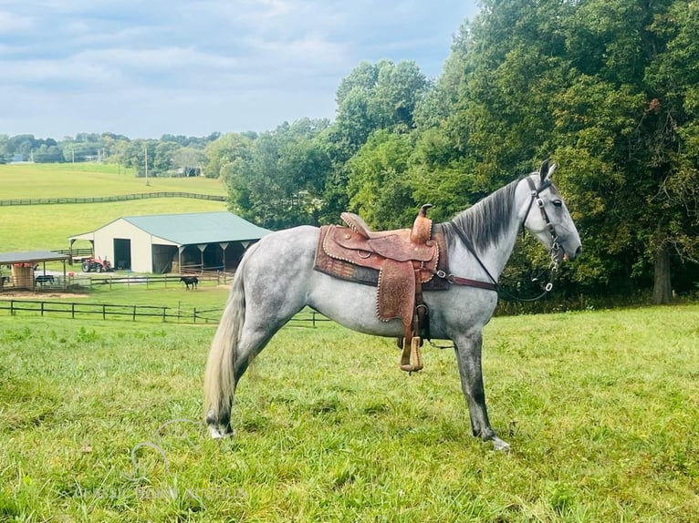 Tennessee walking horse Gelding 12 years 15 hh Grey in Tompkinsville,KY