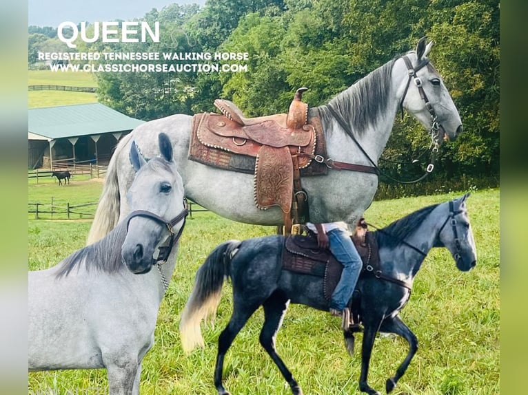 Tennessee walking horse Gelding 12 years 15 hh Grey in Tompkinsville,KY