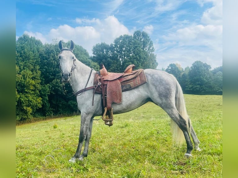 Tennessee walking horse Gelding 12 years 15 hh Grey in Tompkinsville,KY