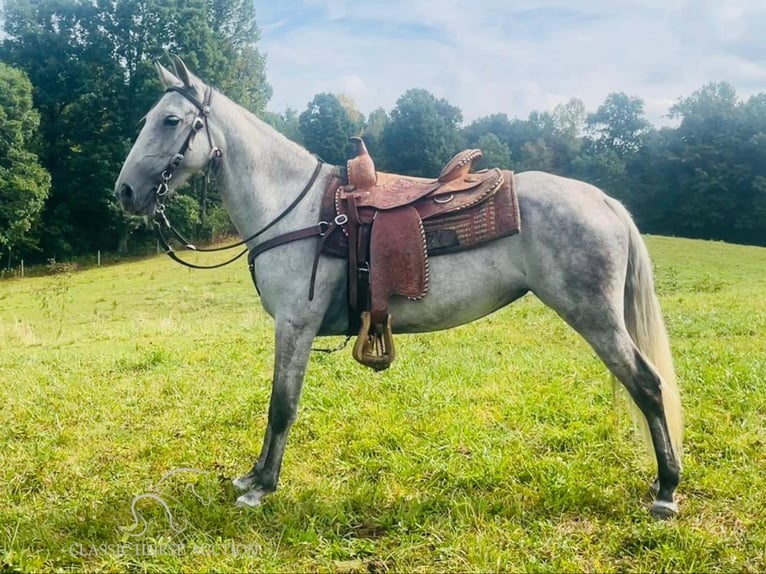Tennessee walking horse Gelding 12 years 15 hh Grey in Tompkinsville,KY