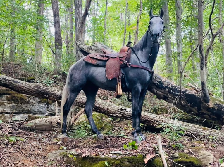 Tennessee walking horse Gelding 12 years 15 hh Grey in Tompkinsville,KY