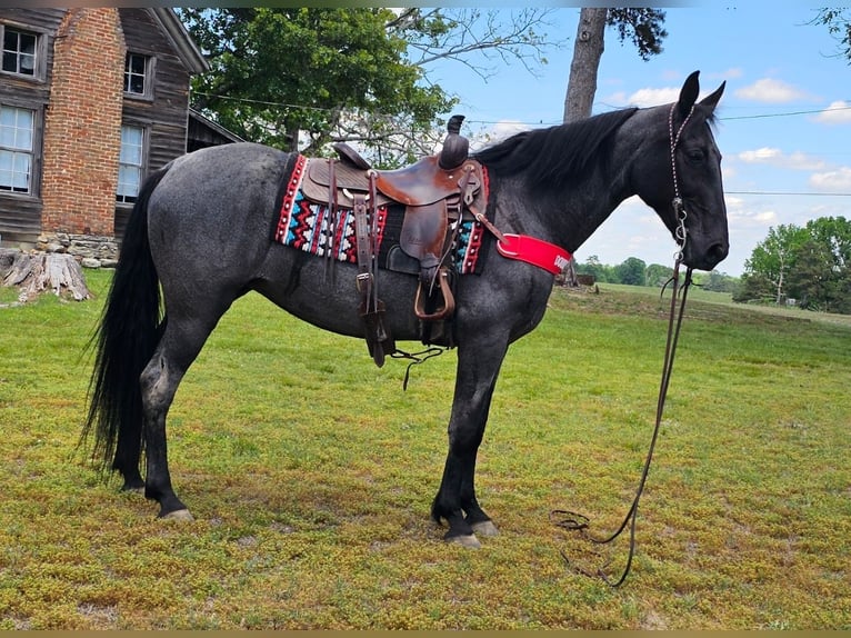 Tennessee walking horse Gelding 12 years 15 hh Roan-Blue in Gillsville, GA