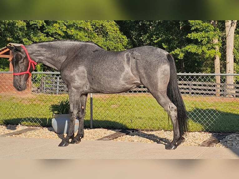 Tennessee walking horse Gelding 12 years 15 hh Roan-Blue in Gillsville, GA
