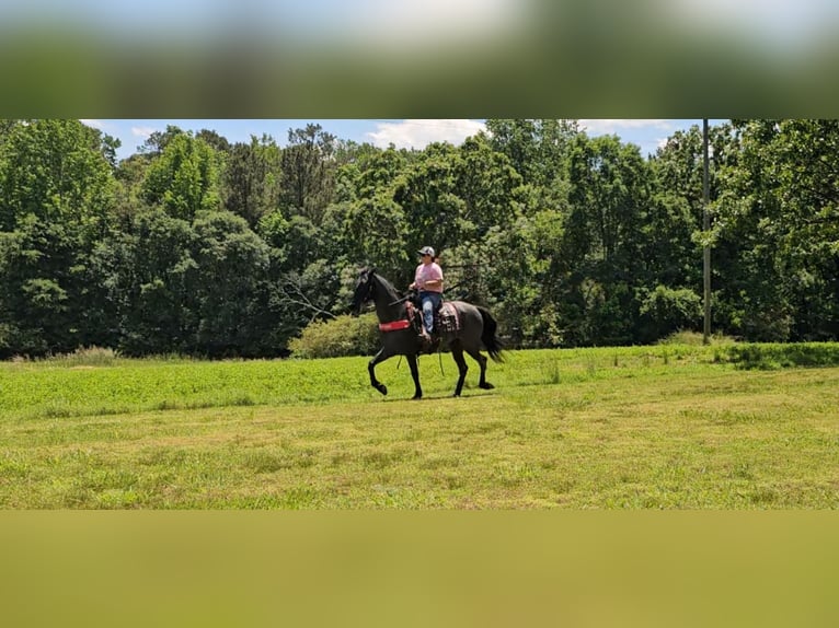 Tennessee walking horse Gelding 12 years 15 hh Roan-Blue in Gillsville, GA