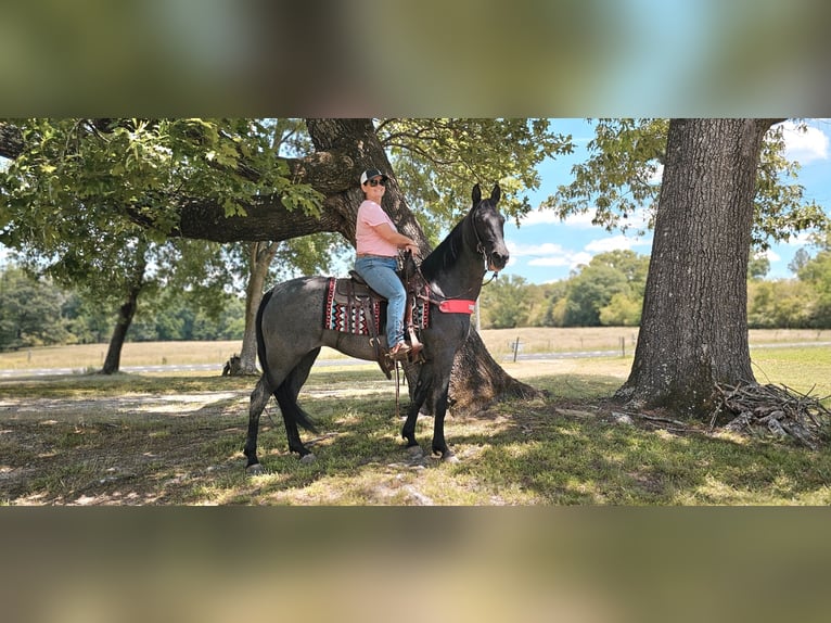 Tennessee walking horse Gelding 12 years 15 hh Roan-Blue in Gillsville, GA