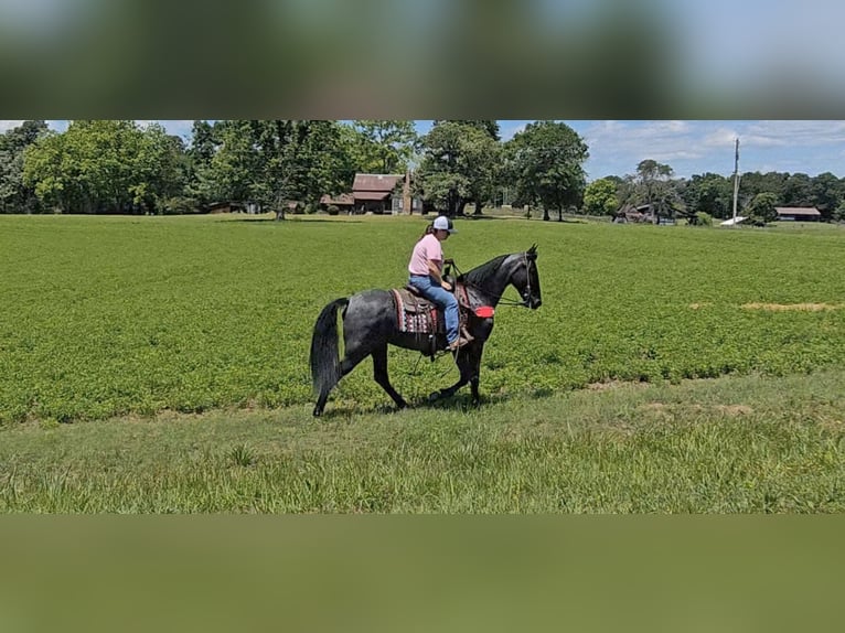 Tennessee walking horse Gelding 12 years 15 hh Roan-Blue in Gillsville, GA