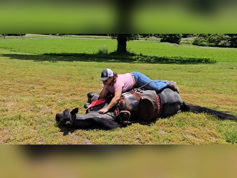 Tennessee walking horse Gelding 12 years 15 hh Roan-Blue in Gillsville, GA