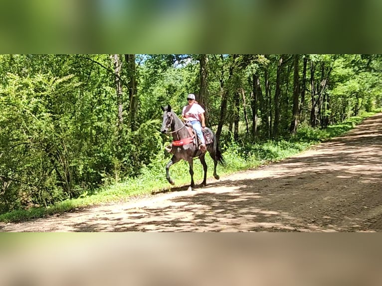 Tennessee walking horse Gelding 12 years 15 hh Roan-Blue in Gillsville, GA