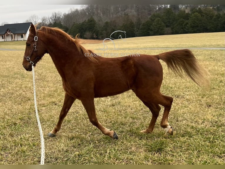 Tennessee walking horse Gelding 12 years 15 hh Sorrel in Breeding, KY