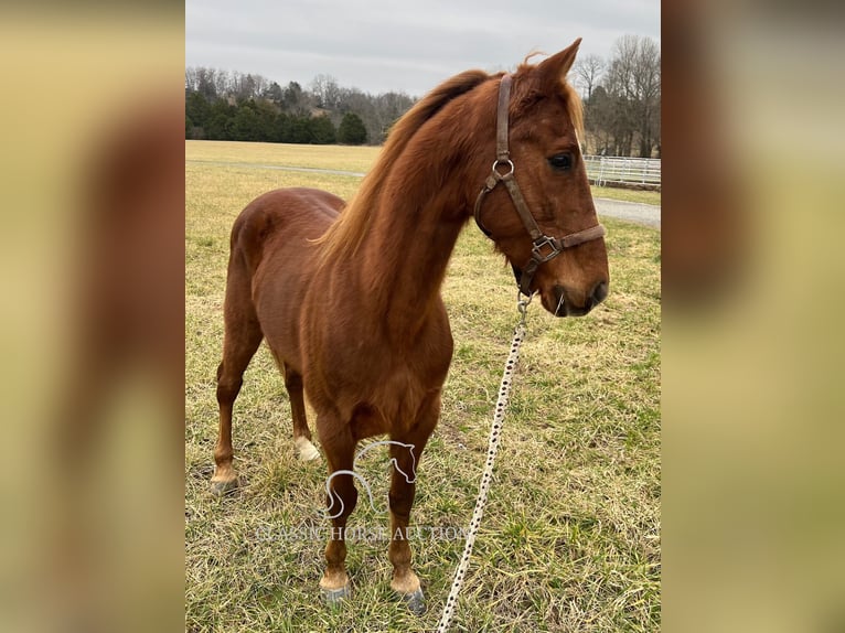 Tennessee walking horse Gelding 12 years 15 hh Sorrel in Breeding, KY