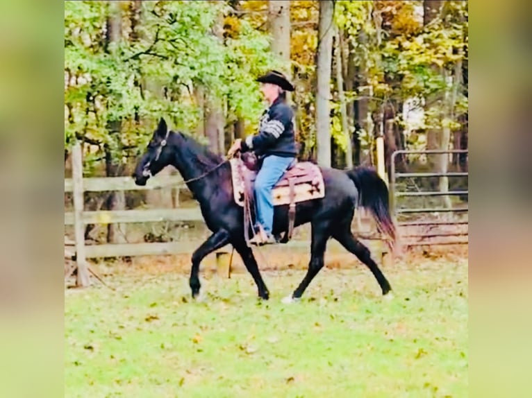 Tennessee walking horse Gelding 12 years 15,1 hh Black in Waynesboro