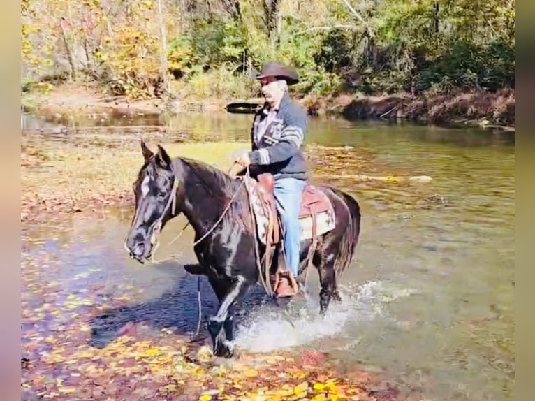 Tennessee walking horse Gelding 12 years 15,1 hh Black in Waynesboro