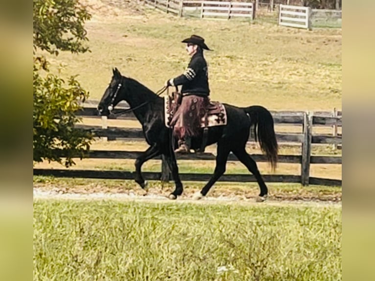 Tennessee walking horse Gelding 12 years 15,1 hh Black in Waynesboro