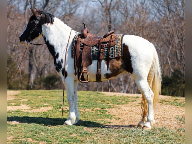 Tennessee walking horse Gelding 12 years 15,2 hh Tobiano-all-colors in Hampshire TN