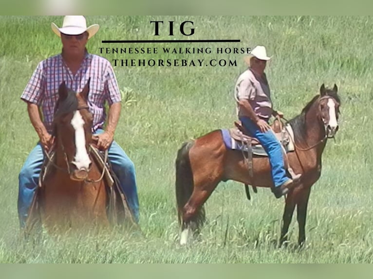 Tennessee walking horse Gelding 12 years Bay in Calhan, CO