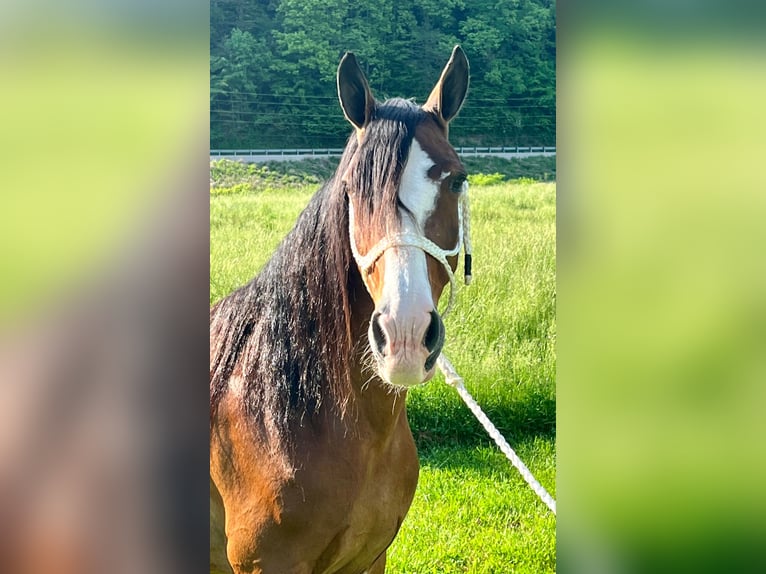 Tennessee walking horse Gelding 12 years Roan-Bay in West Liberty KY