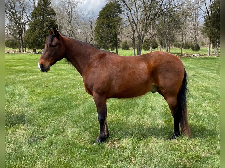 Tennessee walking horse Gelding 13 years 14,2 hh Bay in Whitley City, KY
