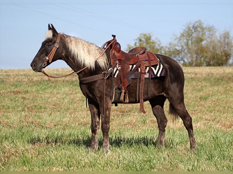 Tennessee walking horse Gelding 13 years 15,1 hh Brown in Whitley city KY