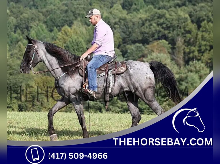 Tennessee walking horse Gelding 13 years 15,1 hh Roan-Blue in Whitley City, KY