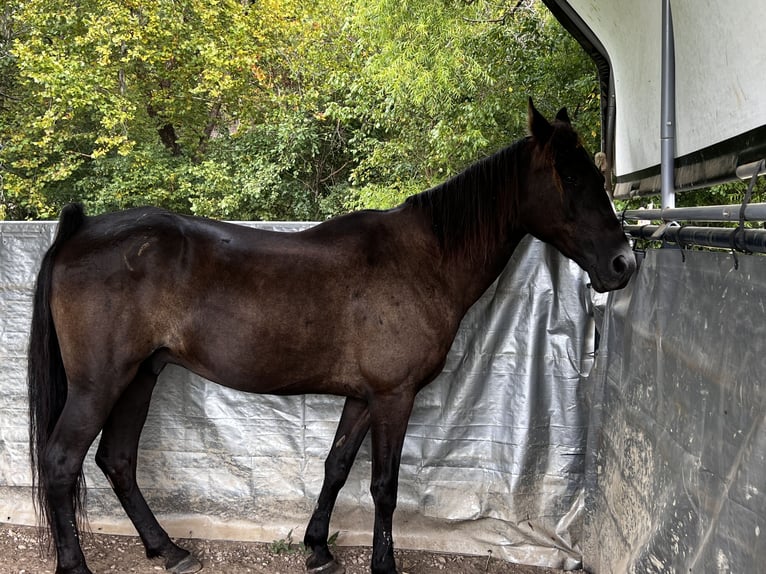 Tennessee walking horse Gelding 13 years 15,2 hh Black in Tellico Plains