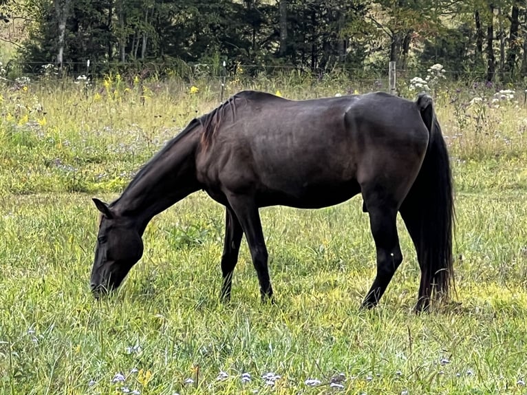 Tennessee walking horse Gelding 13 years 15,2 hh Black in Tellico Plains