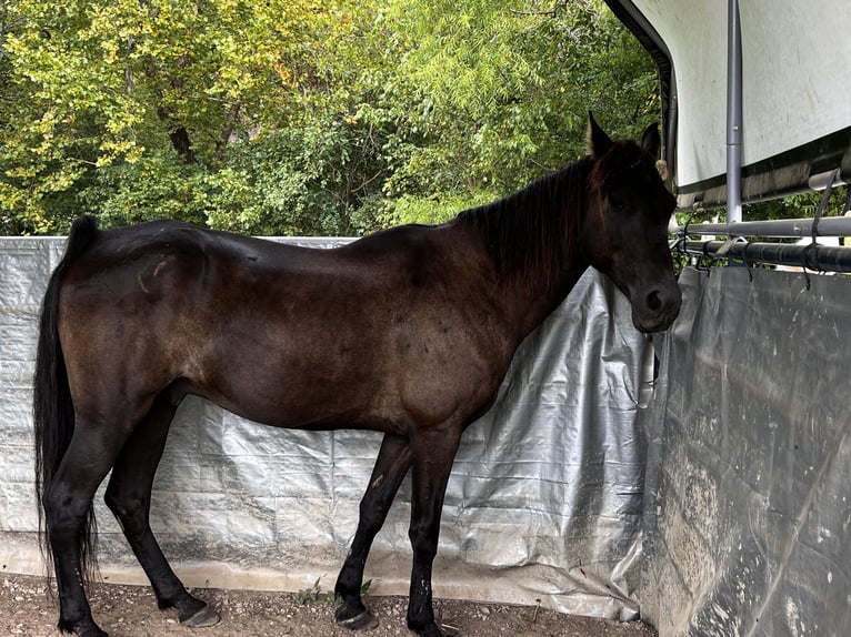 Tennessee walking horse Gelding 13 years 15,2 hh Black in Tellico Plains