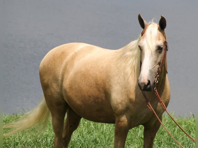 Tennessee walking horse Gelding 13 years 15,2 hh Palomino in Brodhead, Ky