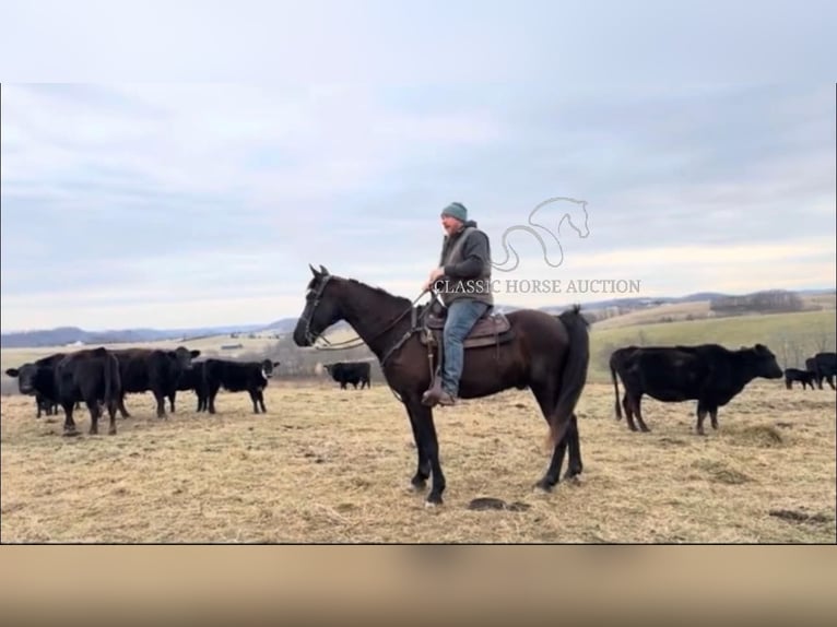 Tennessee walking horse Gelding 13 years 15 hh Black in Hustonville, KY