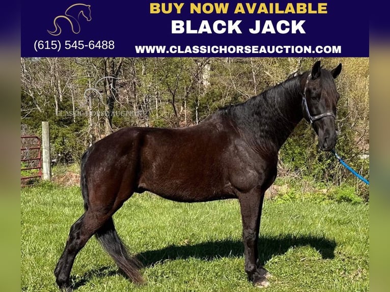 Tennessee walking horse Gelding 13 years 15 hh Black in Lancaster, KY