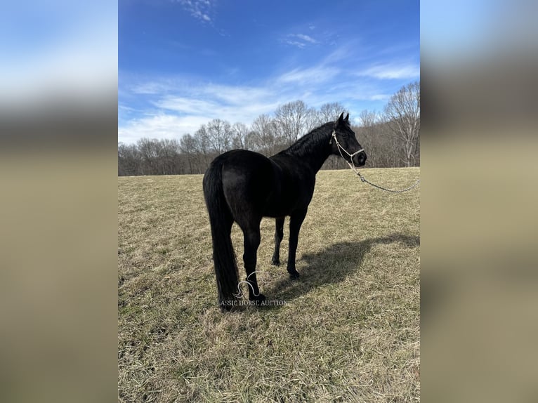 Tennessee walking horse Gelding 13 years 15 hh Black in Tompkinsville, KY