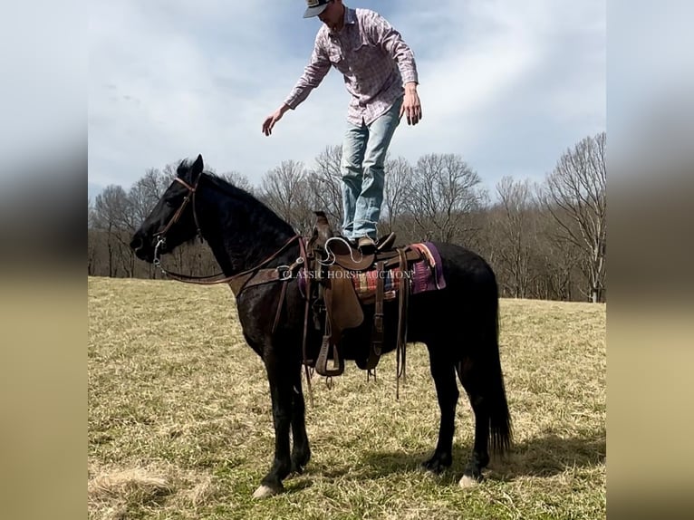 Tennessee walking horse Gelding 13 years 15 hh Black in Tompkinsville, KY