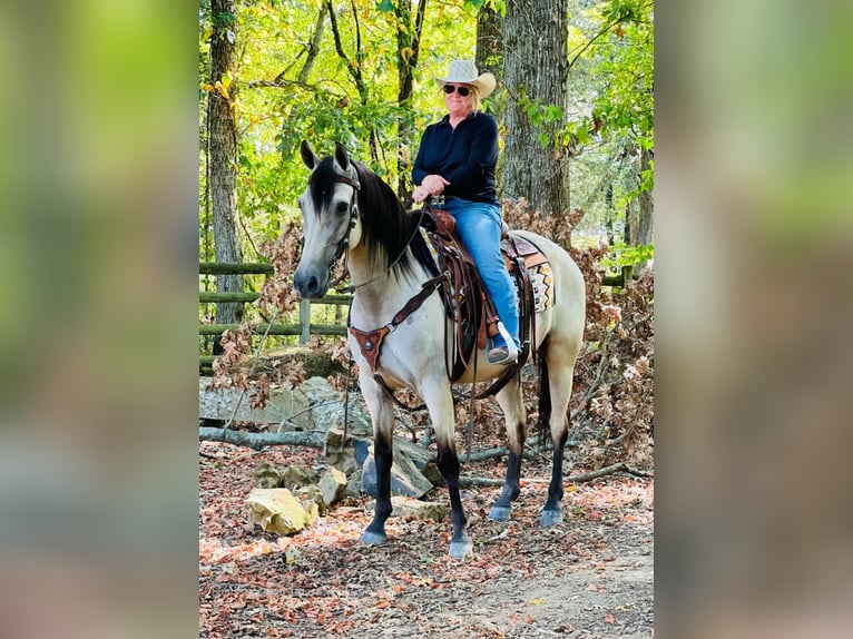 Tennessee walking horse Gelding 13 years 15 hh Buckskin in Petersburg, TN