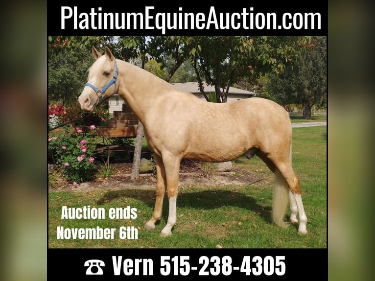 Tennessee walking horse Gelding 13 years 15 hh Palomino in Pleasant HIll IA
