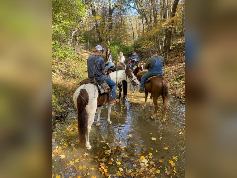 Tennessee walking horse Gelding 13 years 15 hh Tobiano-all-colors in New Richmond, OHIO