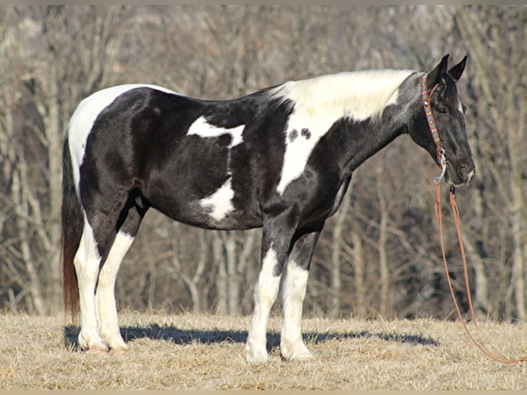 Tennessee walking horse Gelding 13 years 15 hh Tobiano-all-colors in Brodhead, KY