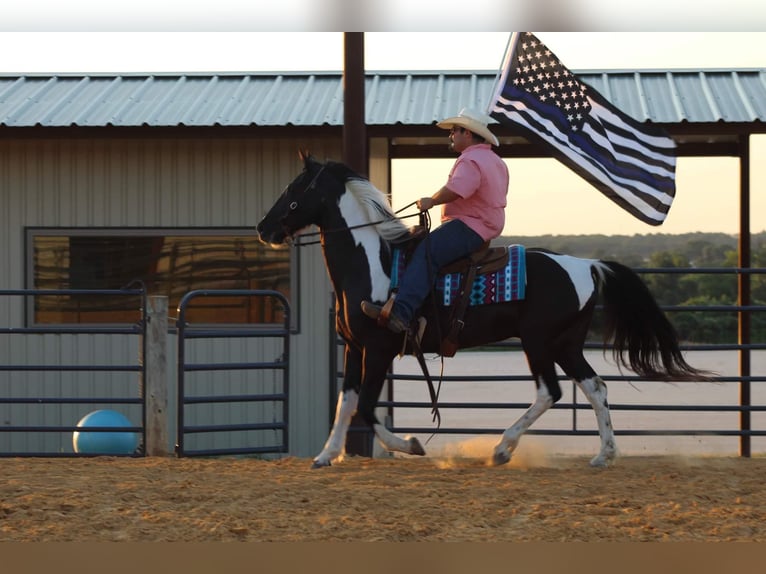 Tennessee walking horse Gelding 13 years 15 hh Tobiano-all-colors in Stephenville TX