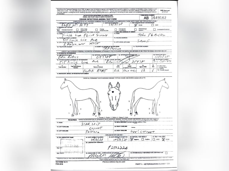 Tennessee walking horse Gelding 13 years 15,1 hh Black in Waynesboro