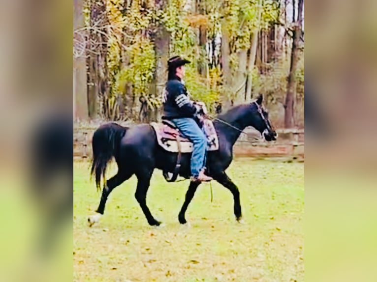Tennessee walking horse Gelding 13 years 15,1 hh Black in Waynesboro