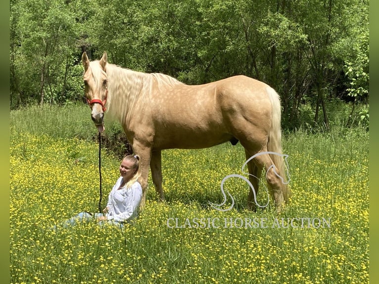 Tennessee walking horse Gelding 13 years 16 hh Palomino in Alpharetta, GA