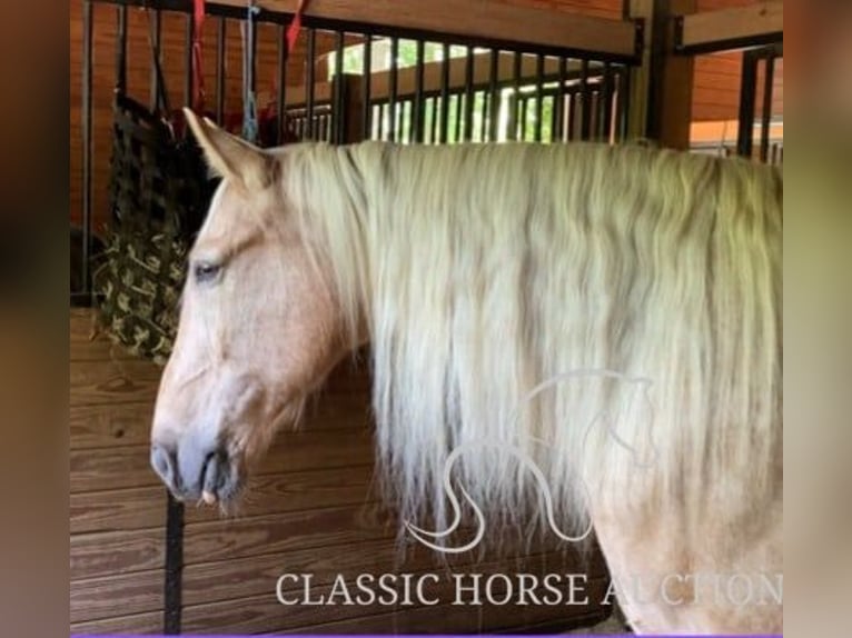 Tennessee walking horse Gelding 13 years 16 hh Palomino in Alpharetta, GA
