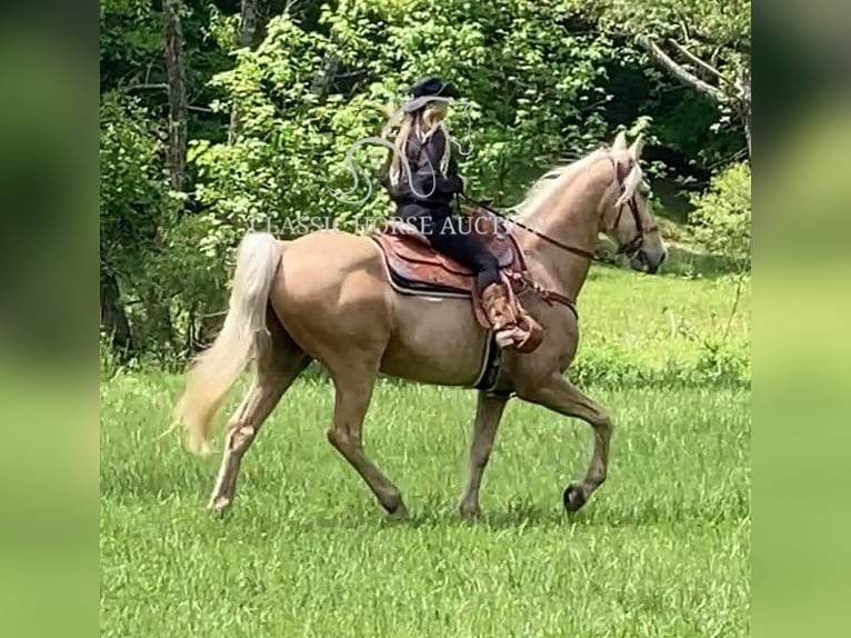 Tennessee walking horse Gelding 13 years 16 hh Palomino in Alpharetta, GA