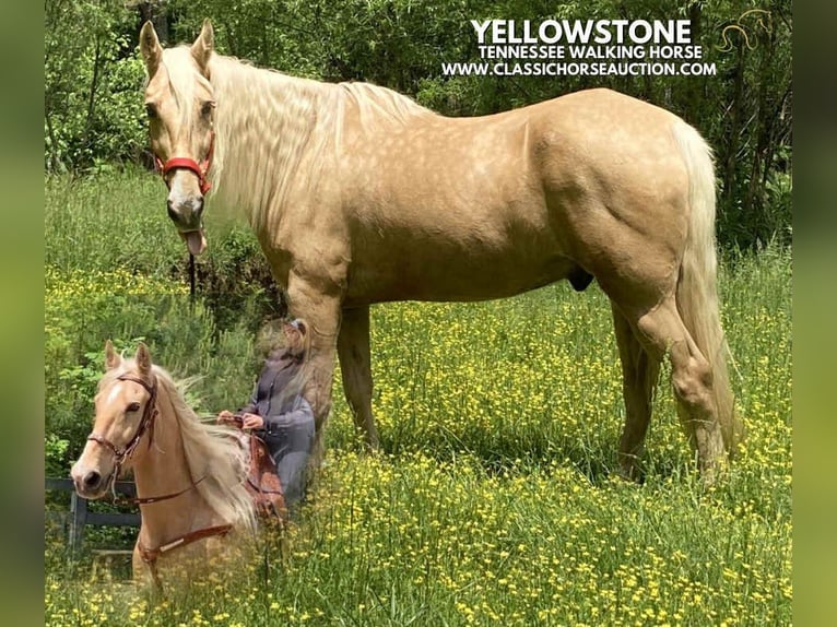 Tennessee walking horse Gelding 13 years 16 hh Palomino in Alpharetta, GA