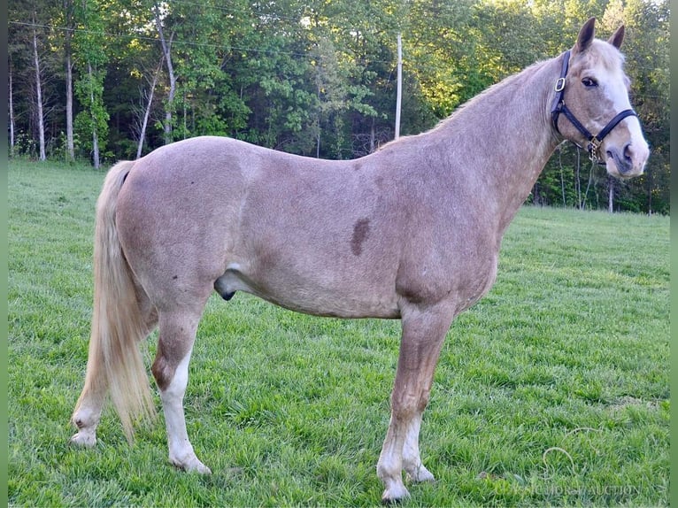 Tennessee walking horse Gelding 13 years 16 hh Roan-Red in Park Hills, MO