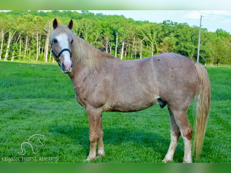 Tennessee walking horse Gelding 13 years 16 hh Roan-Red in Park Hills, MO