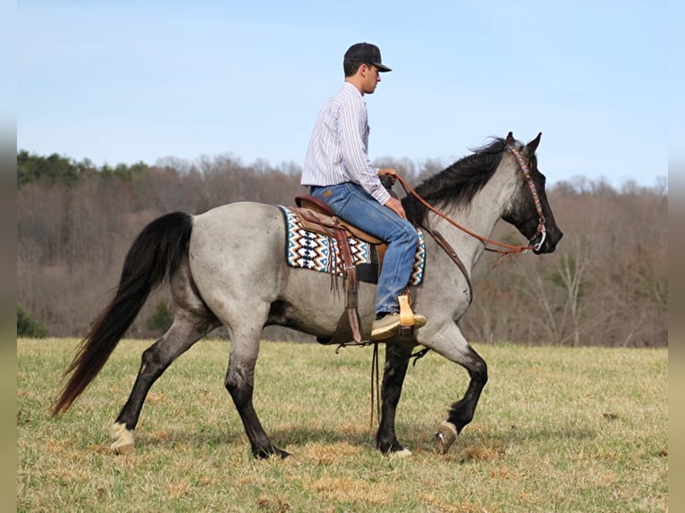 Tennessee walking horse Gelding 13 years Roan-Blue in Brodhead KY