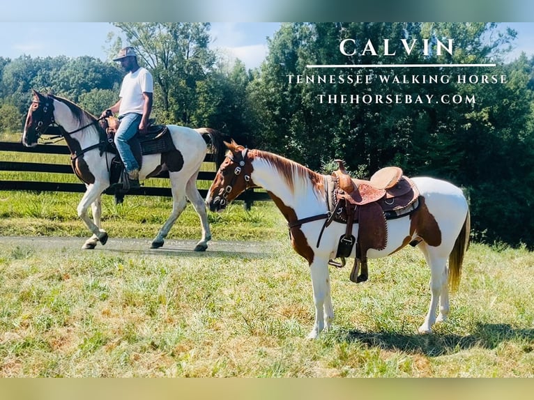 Tennessee walking horse Gelding 14 years 14,3 hh Tobiano-all-colors in Tompkinsville, KY