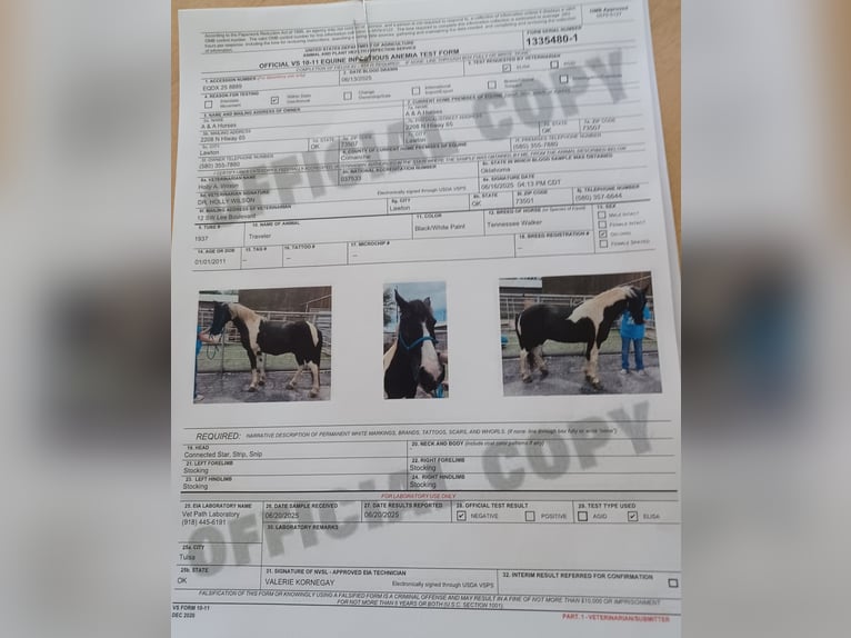 Tennessee walking horse Gelding 14 years 14,2 hh Pinto in Lawton, OK