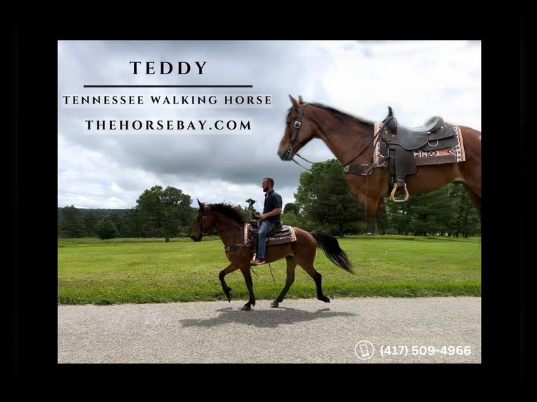 Tennessee walking horse Gelding 14 years 15.1 hh Bay in Strunk, KY
