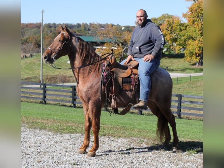 Tennessee walking horse Gelding 14 years 15,1 hh Roan-Red in Mount Vernon KY